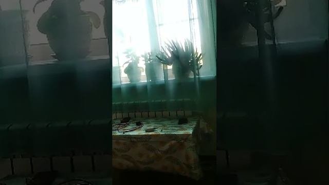 двор