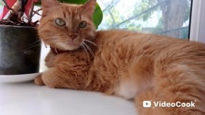 Алексей Гоман - Билет на Луну(вступление).