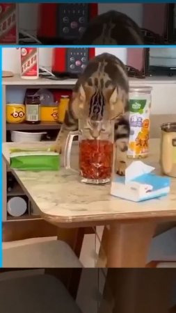 Срочно отдам кота бесплатно.😁😁😁