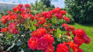 Жара!🌞 Цветут розы: Мидсаммер, Симпли Горджес, Миранда и др. 16.07.25г.🌹 Ленобласть.