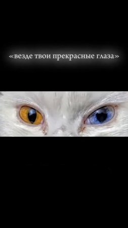 #котейки