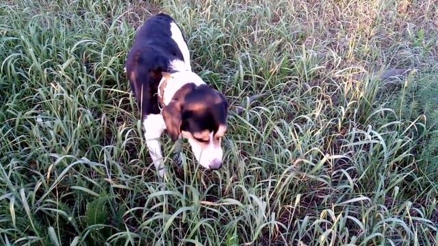 Люди - СЛУГИ для СОБАК?