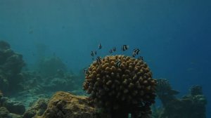 Камаду - рай на земле, который доступен круглый год