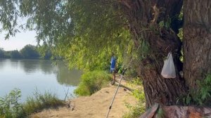 Рыбалка на Кубани. Сазан сломал удочку