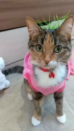 ТГК:Симбочка милочка🐱😸😻. Поддержи нас,ссылка наших донатов в шапке профиля