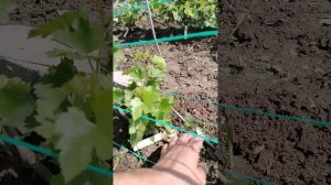 17.07.2025 виноград отцвел, результат полива саженцев дрожжами с панкриатином.