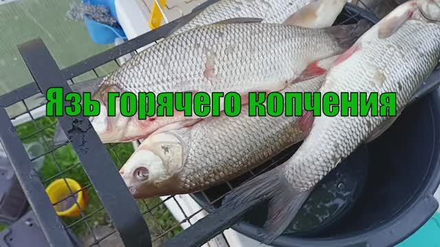 Язь горячего копчения