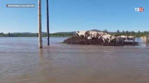 Коровы оказались в ловушке в затопленном селе: стоят голодные на крохотном островке / События на ТВЦ