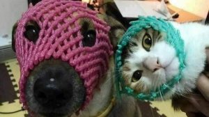 Самые смешные видео с животными №17.😂😂😂 Лучшие приколы коты и собаки. 😆 Смеялся до слез. 🤣🤣🤣