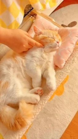 котики