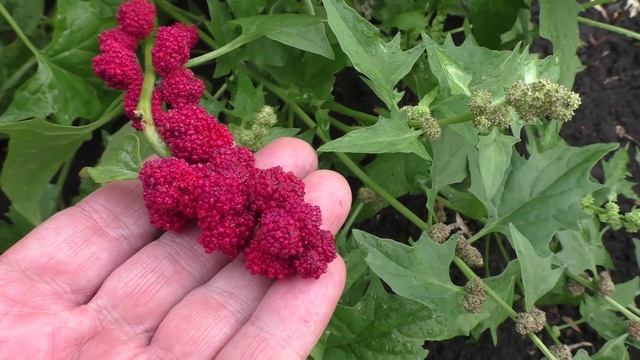 Земляничный шпината (шпинат-малина) на вкус