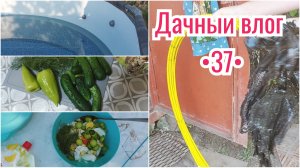 ПОКУПКИ ДЛЯ ДАЧИ // ПЕРВЫЙ УРОЖАЙ // УПОРНО НАВОЖУ ПОРЯДОК В САДУ 🏡