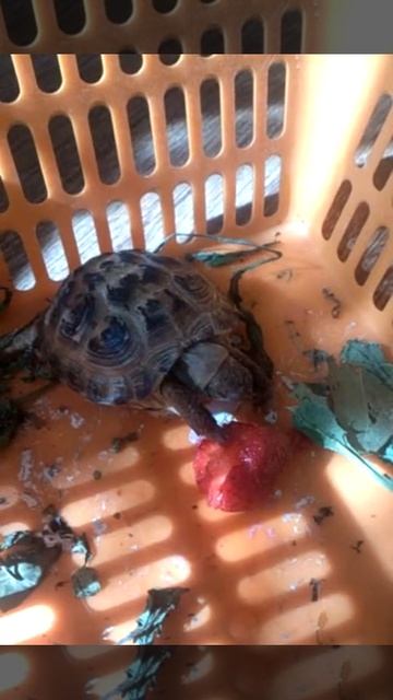 Моя черепаха ест клубнику смотреть онлайн