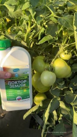 2 ВАЖНЫЕ ПОДКОРМКИ ОГУРЦОВ, ТОМАТОВ, ПЕРЦЕВ в ИЮЛЕ - АВГУСТЕ и урожай прет прямо на глазах бешено