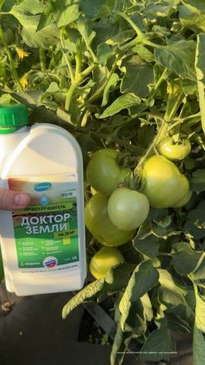 2 ВАЖНЫЕ ПОДКОРМКИ ОГУРЦОВ, ТОМАТОВ, ПЕРЦЕВ в ИЮЛЕ - АВГУСТЕ и урожай прет прямо на глазах бешено