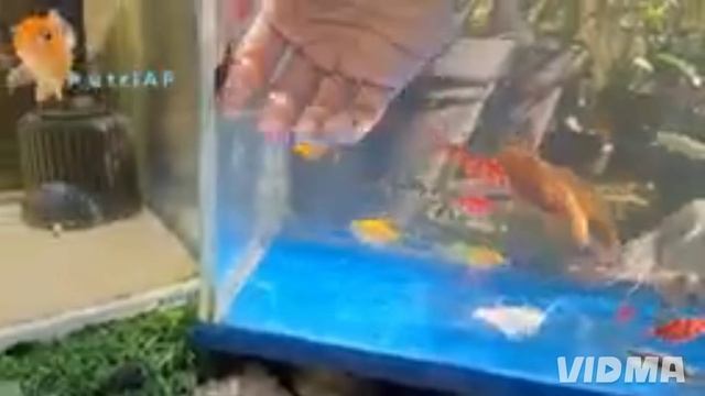 Волшебный рыбки смотреть онлайн