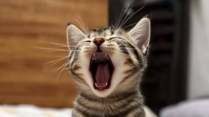 😹 Мяучные приключения в новой озвучке! 😹