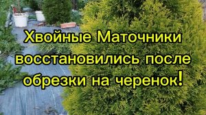 🌲Маточники хвойных культур восстановились после обрезки на черенок!🌲