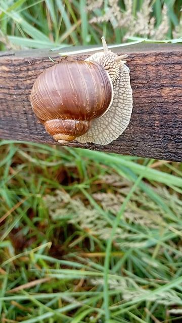 УЛИТКА 🐌🐌🐌🐌 БОБ смотреть онлайн