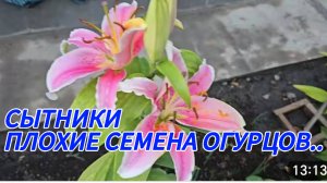 САМВЕЛ АДАМЯН, СЫТНИКИ, ПЛОХИЕ СЕМЕНА ОГУРЦОВ..
ПО ПРОСЬБАМ ЗРИТЕЛЕЙ.