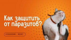 Обработка от блох, клещей и глистов: как защитить питомца? | Ветеринарные советы