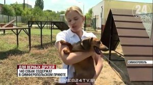 В Симферополе открыли площадку для выгула собак