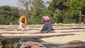 Краткая история кофе - Главный напиток современности.

#Познавательно