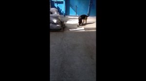 Собака. Том.