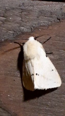 Медведица жёлтая (Spilosoma lutea)