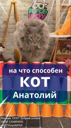 На что способен кот Анатолий?!