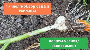17 июля, обзор сада и теплицы.
Копаем чеснок/эксперимент