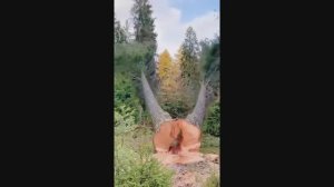 Нормы вырубки деревьев.🌳🫣💯