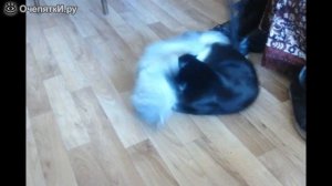 1000012969.mp4