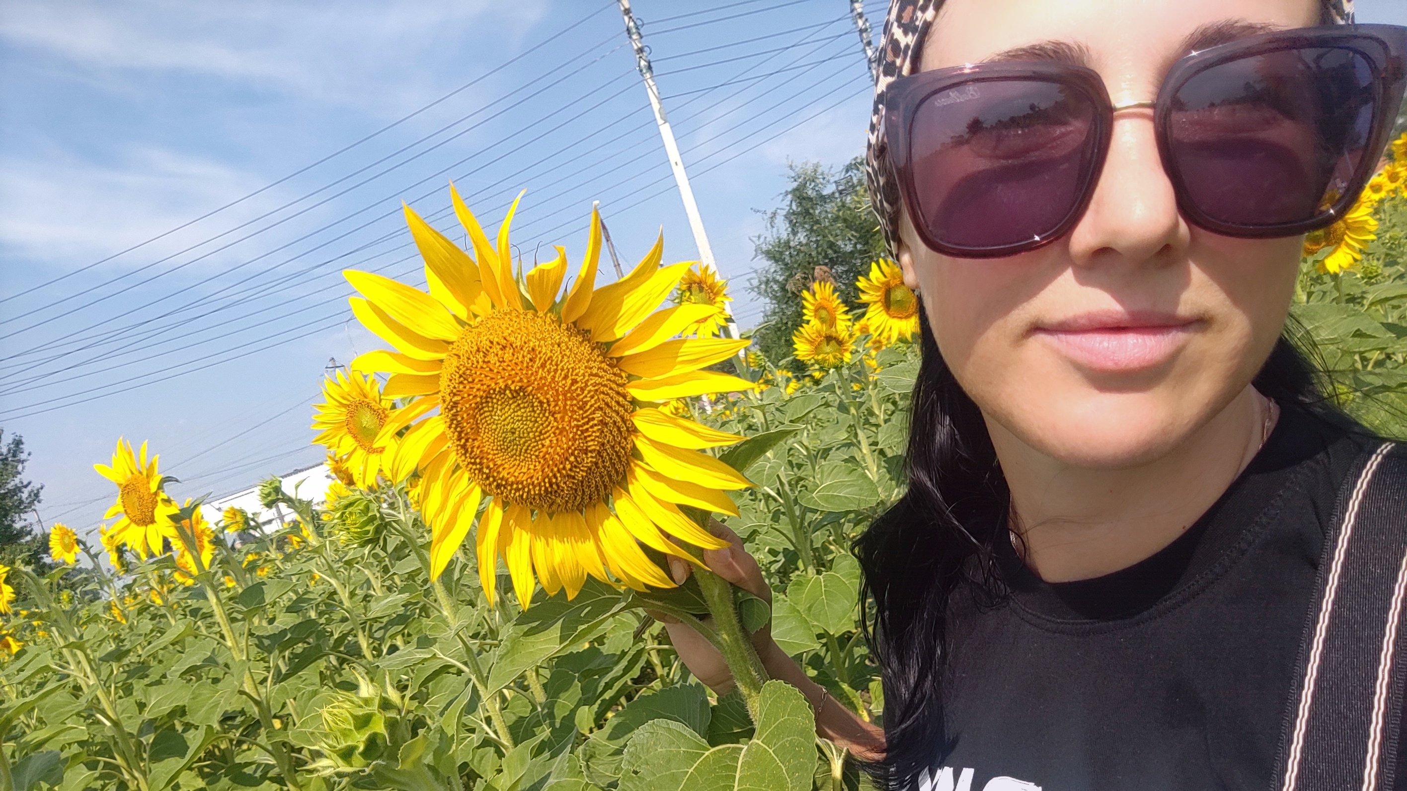 18.07.25/подсолнухи🌻🌻🌻🌻🌻