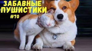 Я РЖАЛ ДО СЛЕЗ 😹 СМЕШНЫЕ КОШКИ И СОБАКИ  СМЕШНЫЕ ЖИВОТНЫЕ 2025 😹 ЛУЧШИЕ ПРИКОЛЫ #70