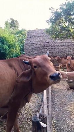 Goshala in Ekachakra Dham #cow #animals #ekachakra  #shorts