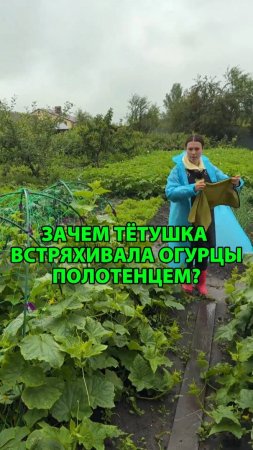 Зачем тётушка встряхивала огурцы полотенцем