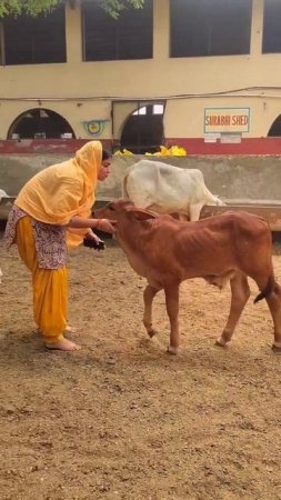 Cute little calf wants affection  in Vrindavan Goshala #vrindavan #goshala #cows #animals #shorts