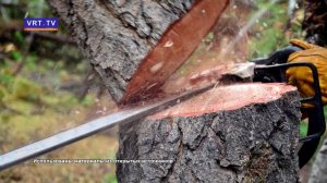 В Госдуме предупредили о штрафах за вырубку деревьев на участках