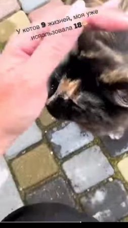 КОТИКИ.