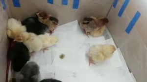 КУРИНЫЕ ЦЫПЛЯТА НА ВТОРОЙ ДЕНЬ ЖИЗНИ
