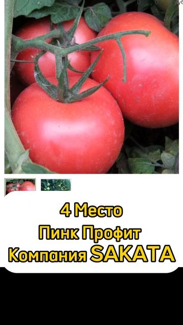 Помидоры которые стоит посадить . смотреть онлайн