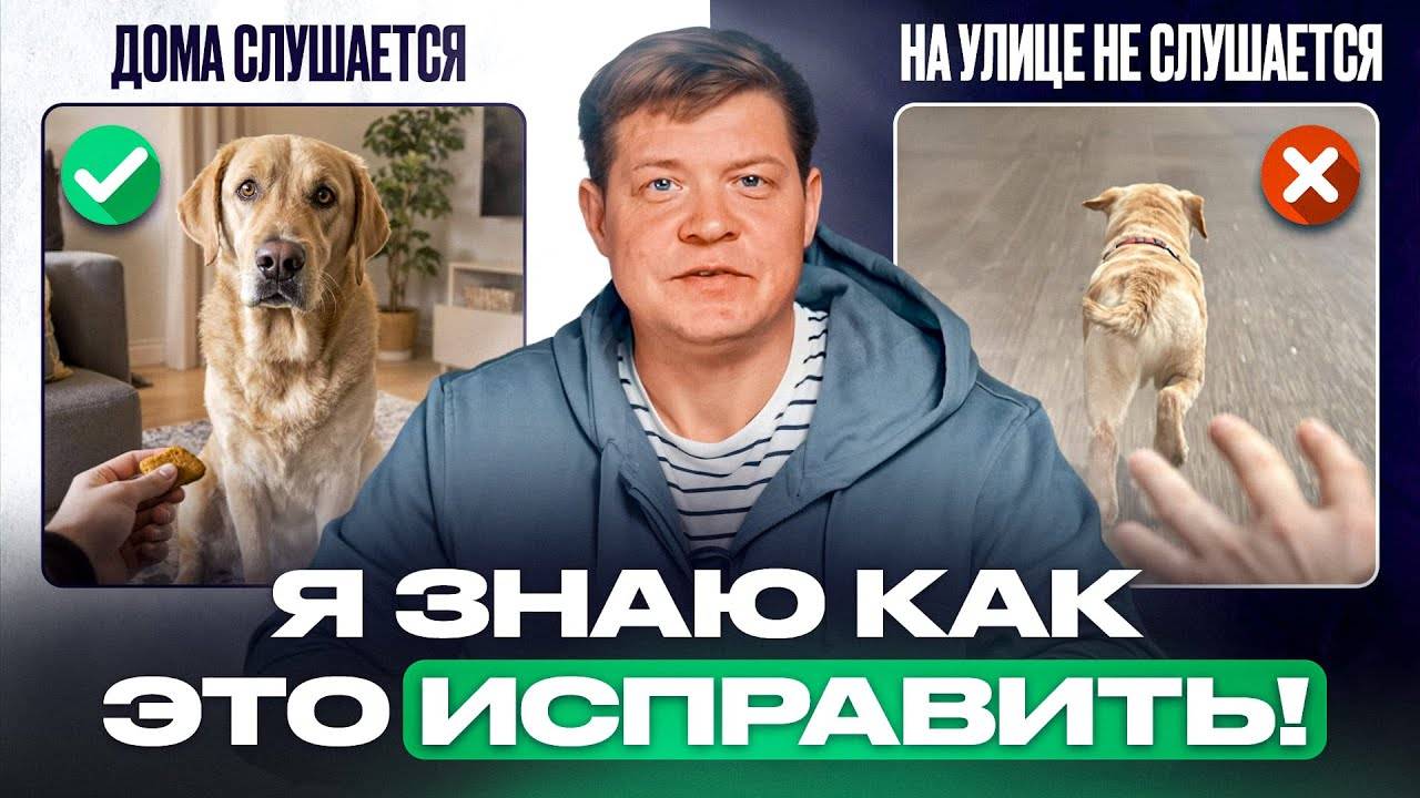 Команды на улице | Если собака на улице не слышит хозяина? смотреть онлайн