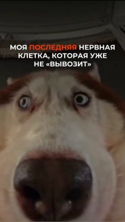 Последняя нервная клетка