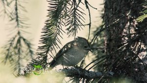 Желтоголовый королек, Regulus regulus