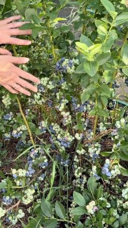 Голубика завалила нас урожаем!
Мои любимые сорта, которые дают шикарный урожай