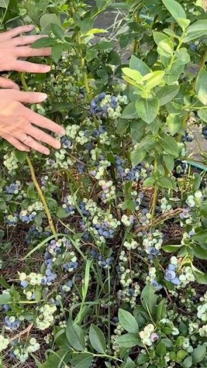 Голубика завалила нас урожаем!
Мои любимые сорта, которые дают шикарный урожай