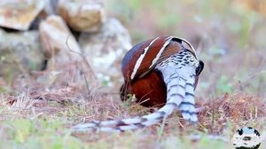 Фазан Хьюма Syrmaticus humiae