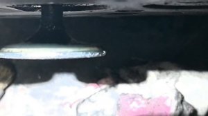 VID-20250701-WA0059 А вот и пропадавший антифриз