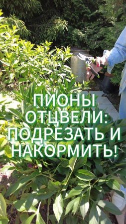 ПОДКОРМКА ПИОНОВ ПОСЛЕ ЦВЕТЕНИЯ